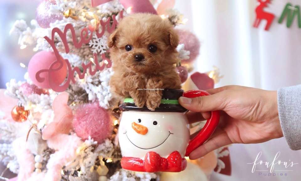 Lola - Poodle F.