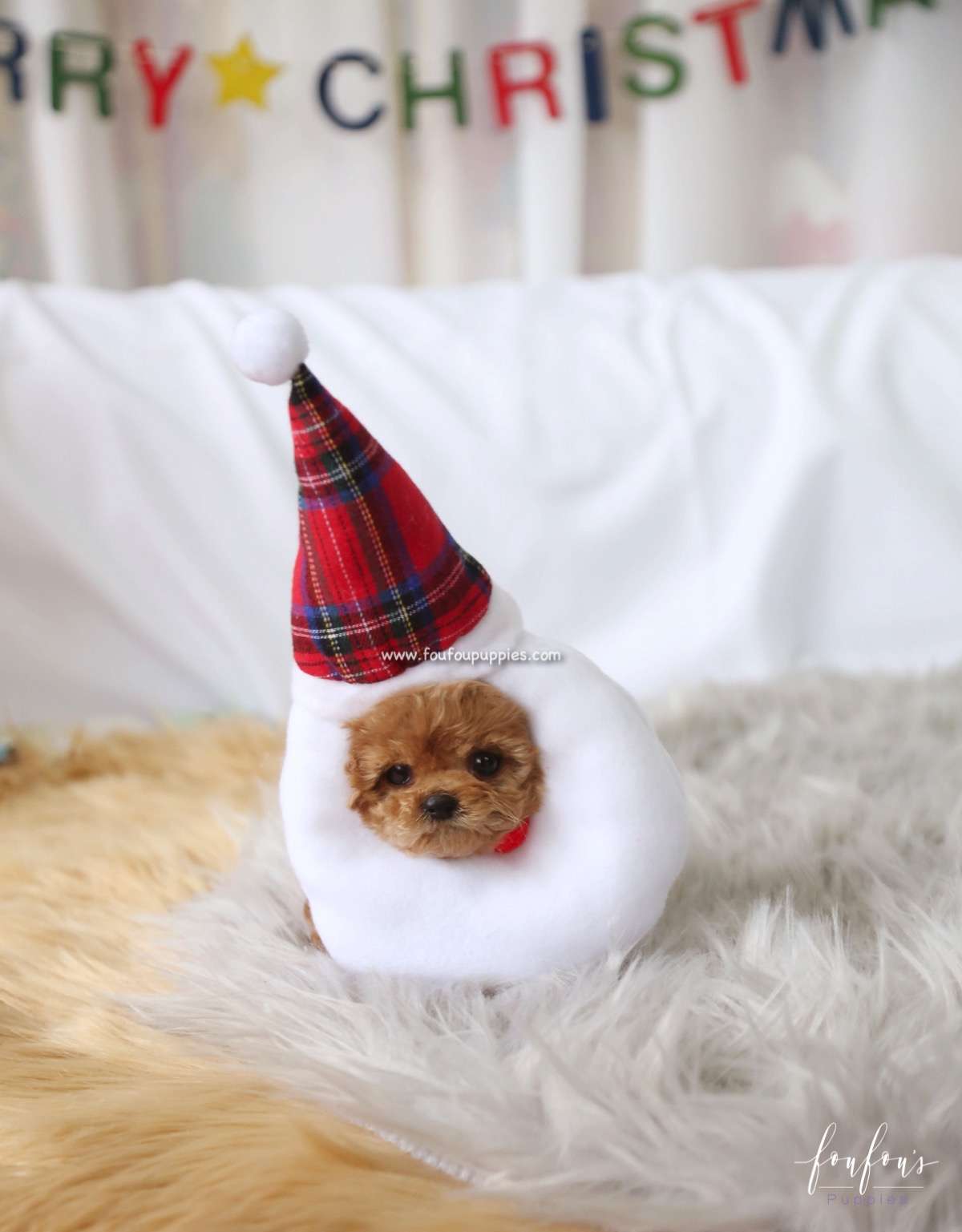 Lola - Poodle F.