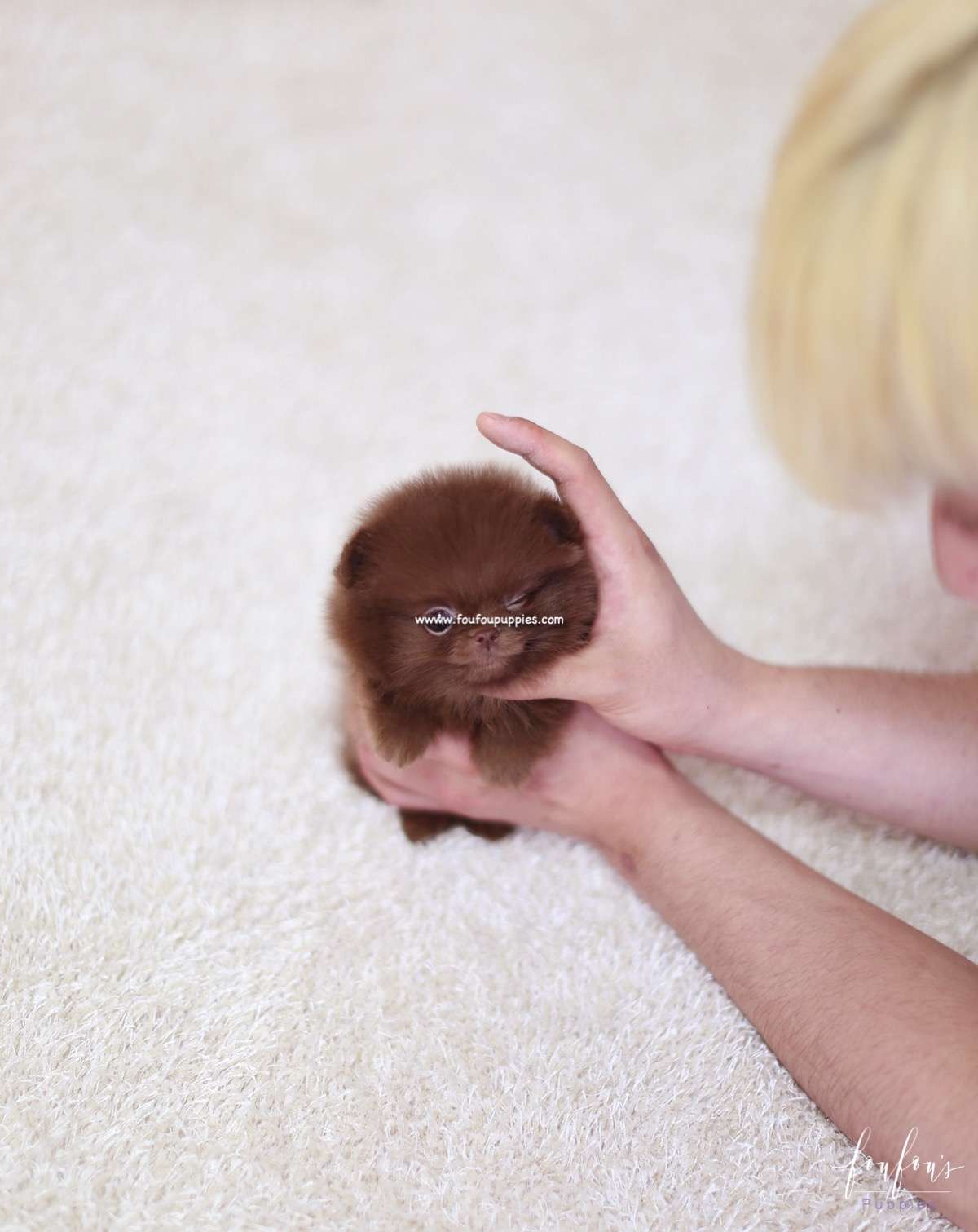 Truffle - Pomeranian M.