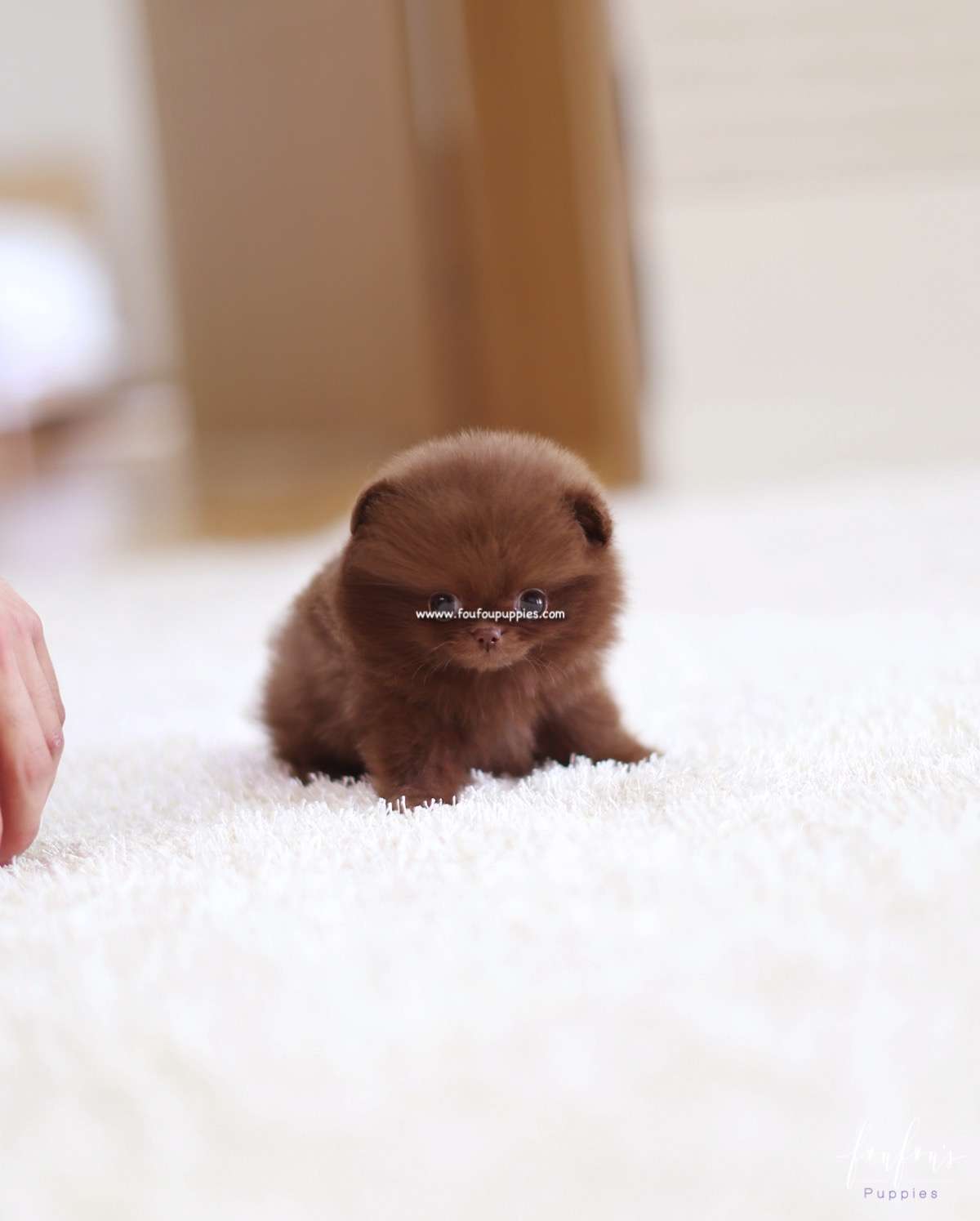 Truffle - Pomeranian M.
