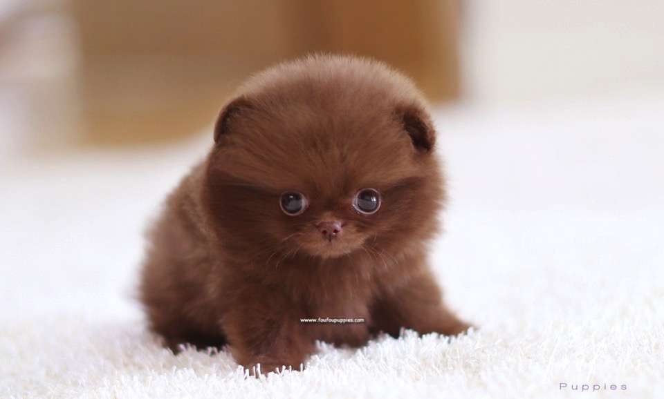 Truffle - Pomeranian M.