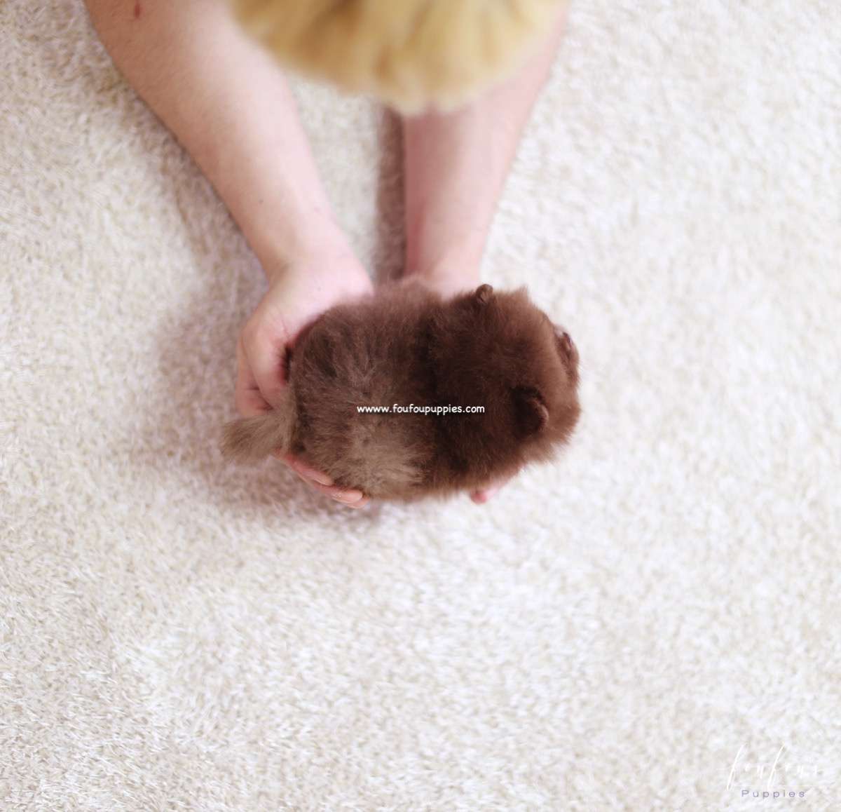 Truffle - Pomeranian M.