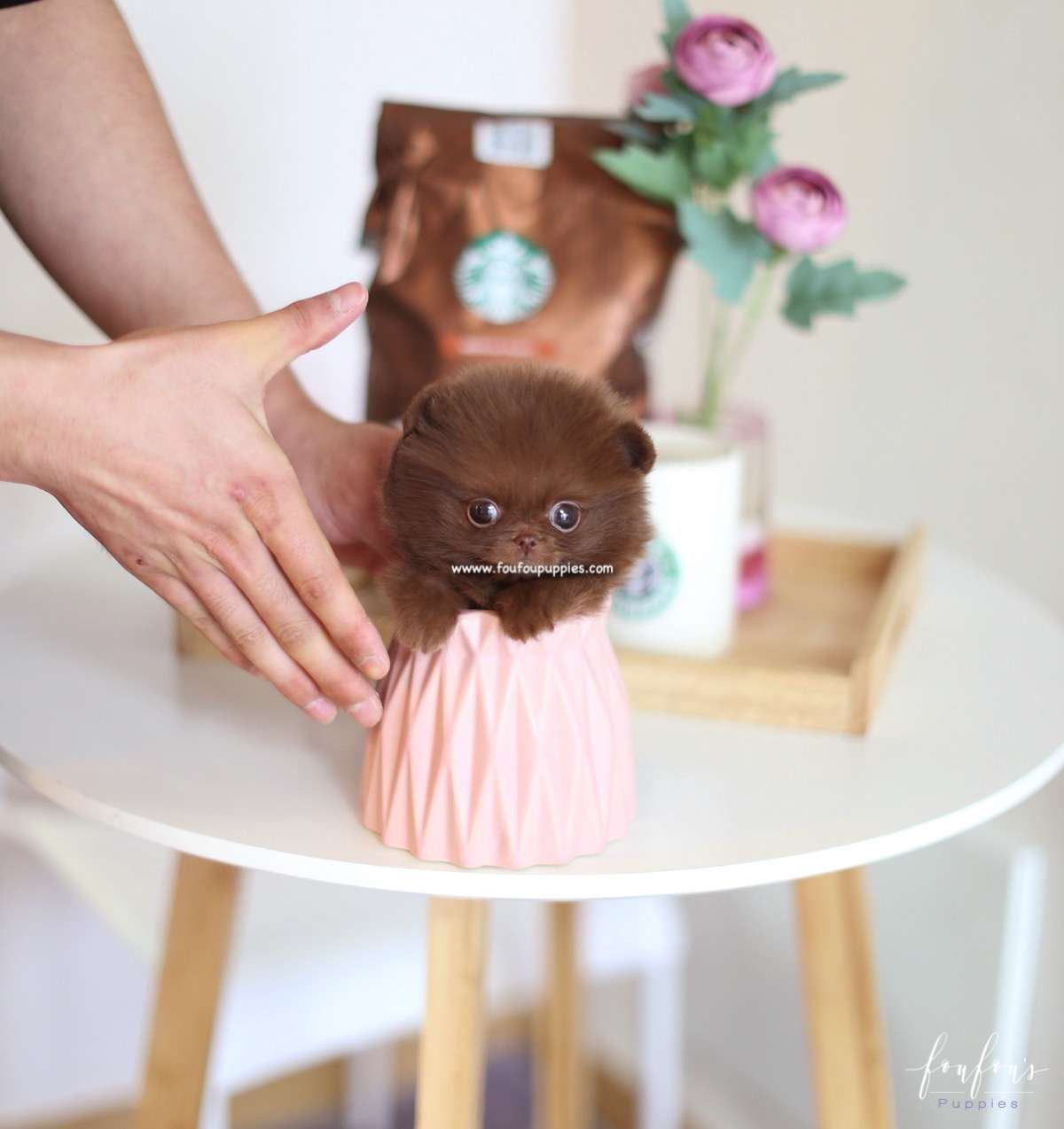 Truffle - Pomeranian M.