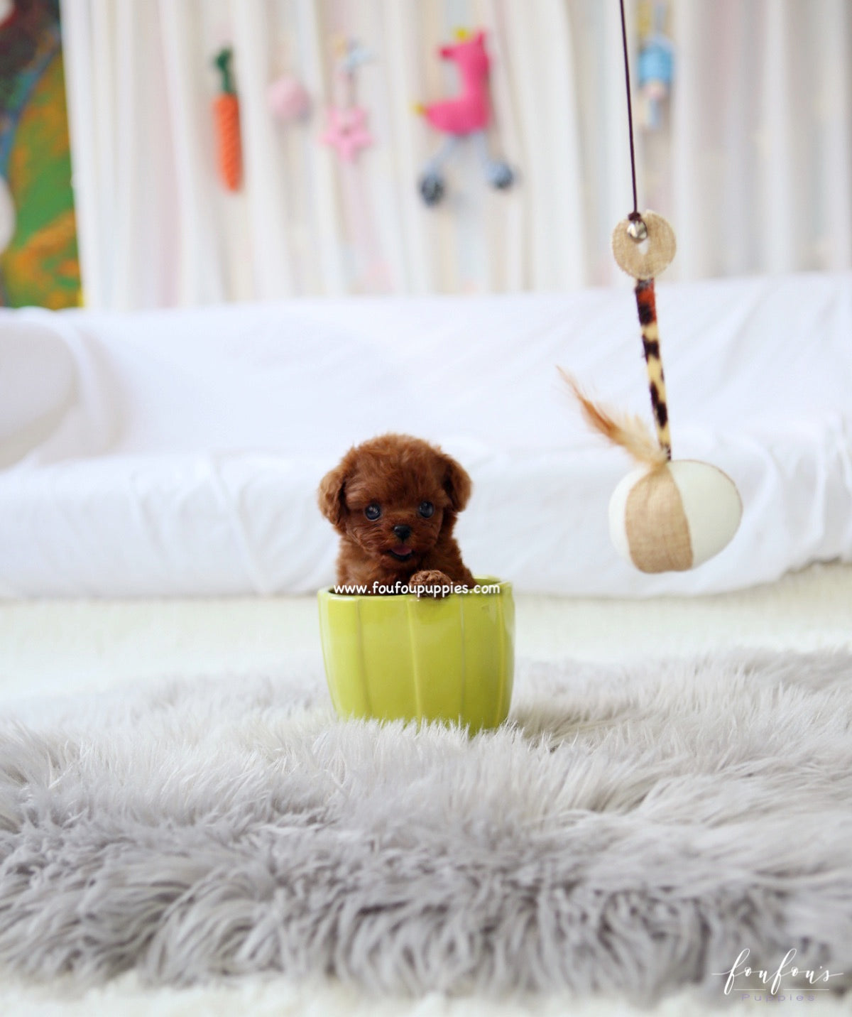 Noémi - Poodle F.