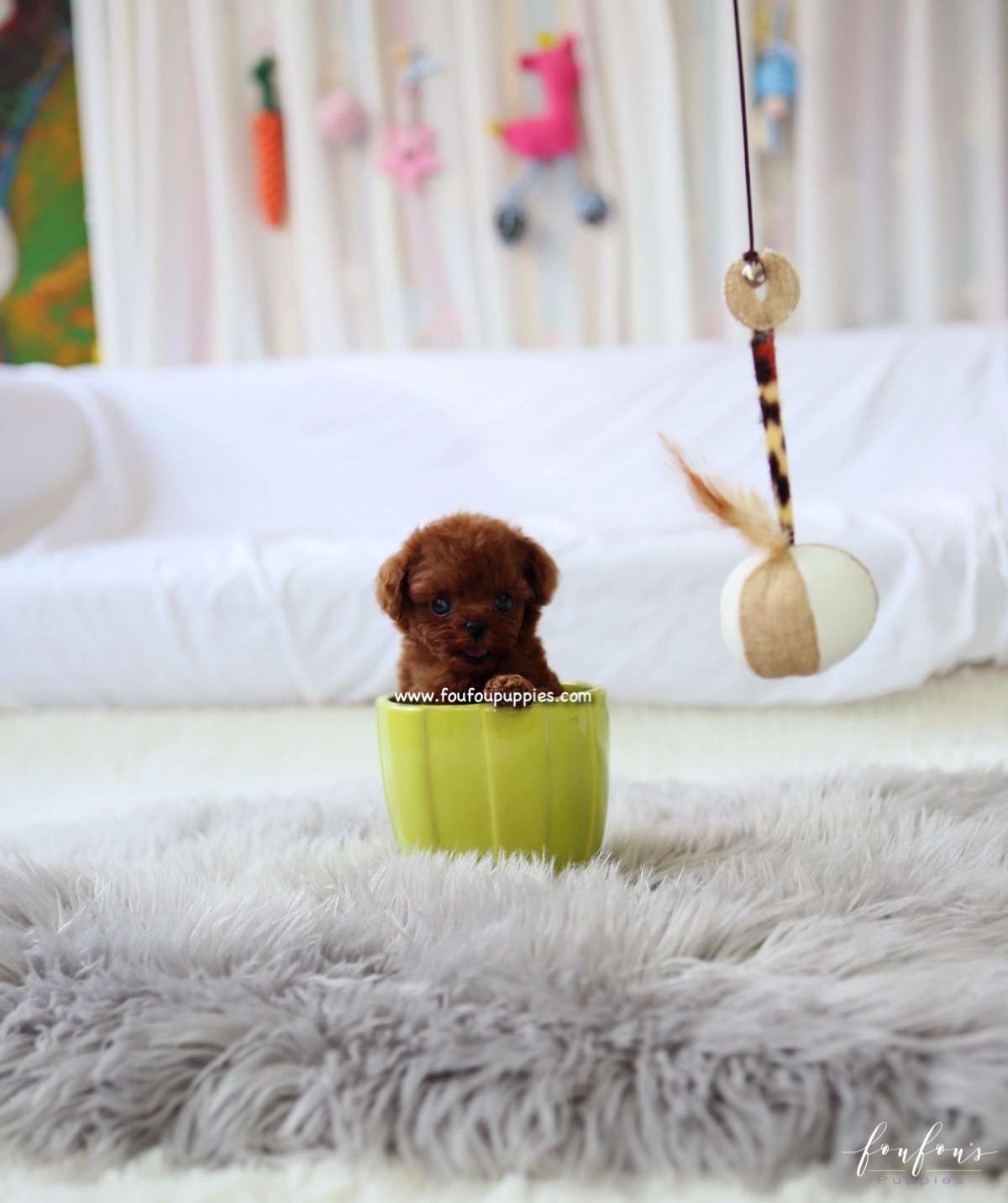 Noémi - Poodle F.
