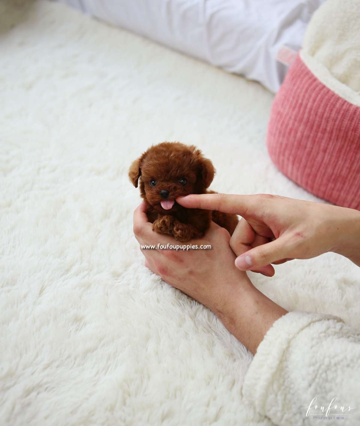Noémi - Poodle F.