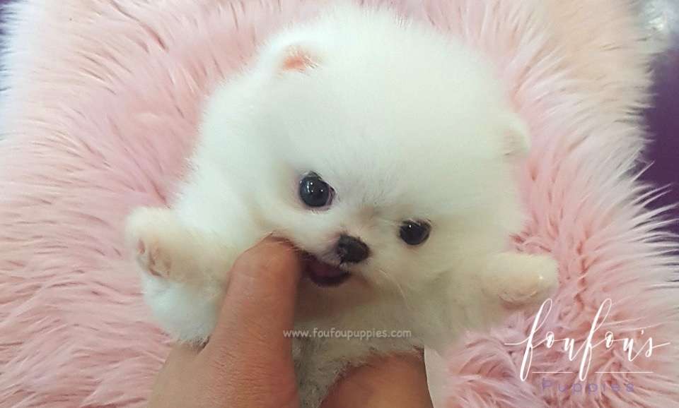 Satin - Pomeranian F.