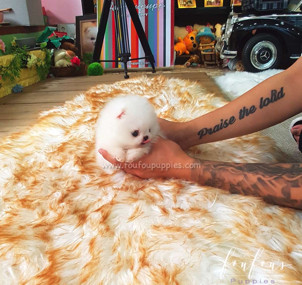 Satin - Pomeranian F.