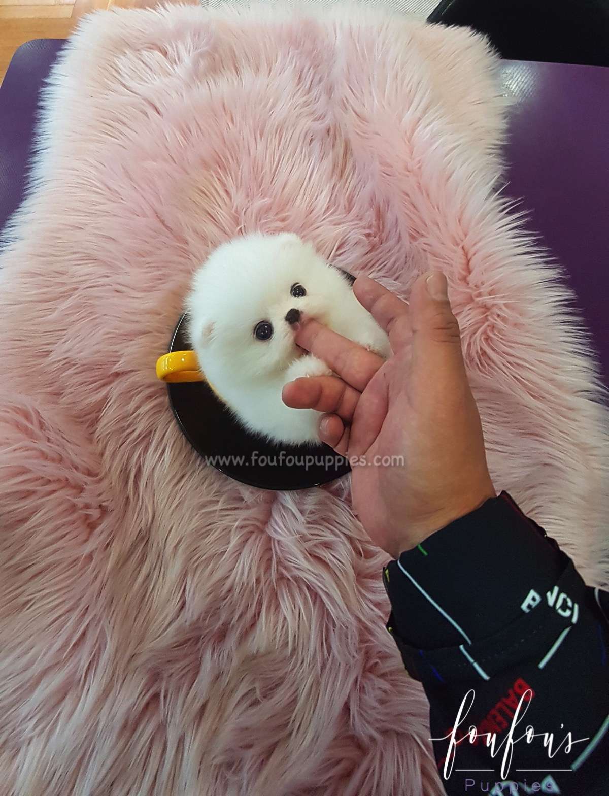 Satin - Pomeranian F.