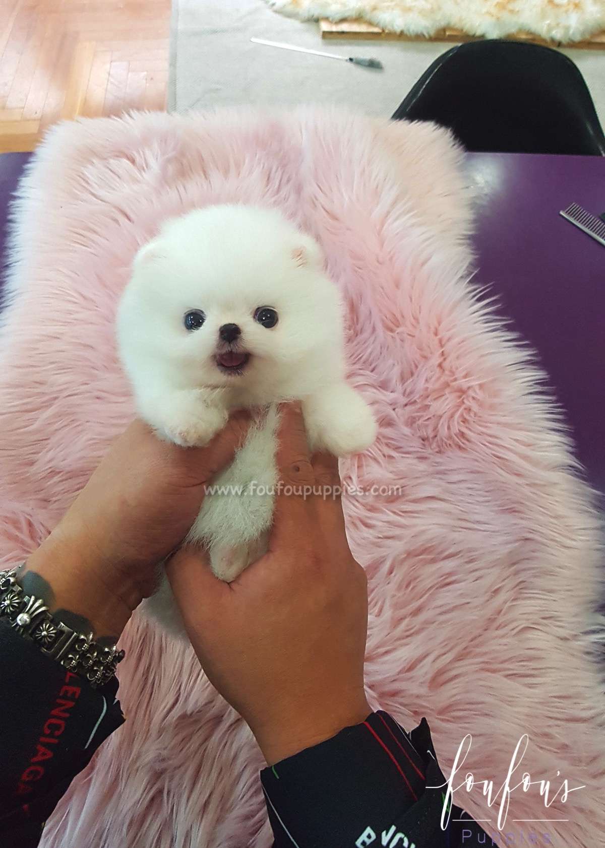 Satin - Pomeranian F.