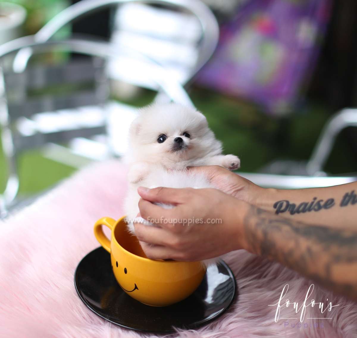 Fluffball - Pomeranian M.