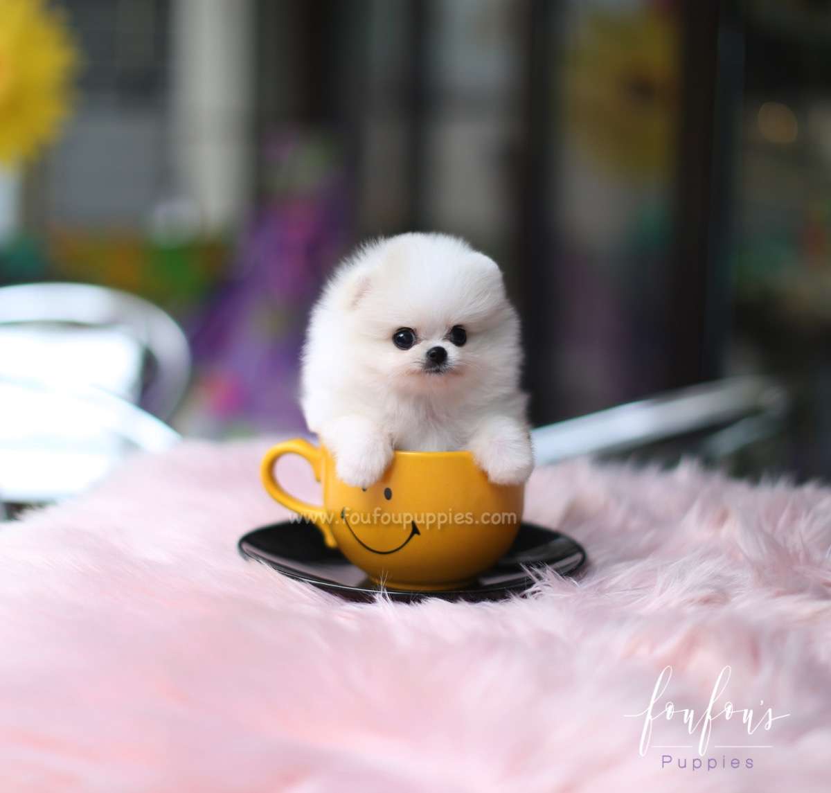 Fluffball - Pomeranian M.