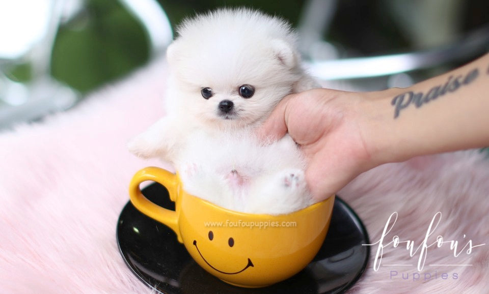 Fluffball Pomeranian – Foufou Puppies