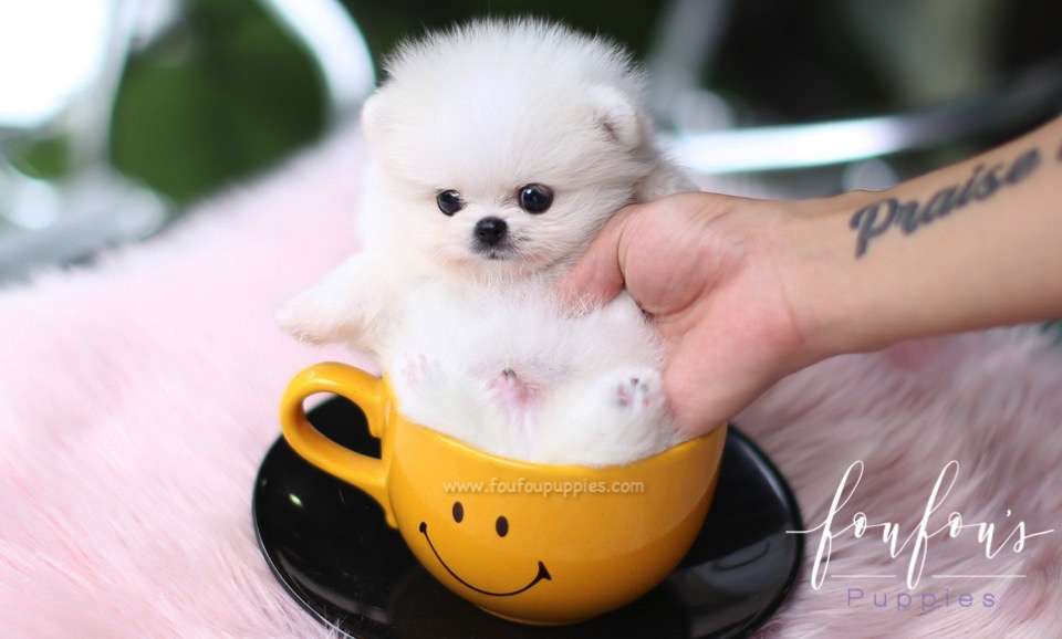 Fluffball - Pomeranian M.