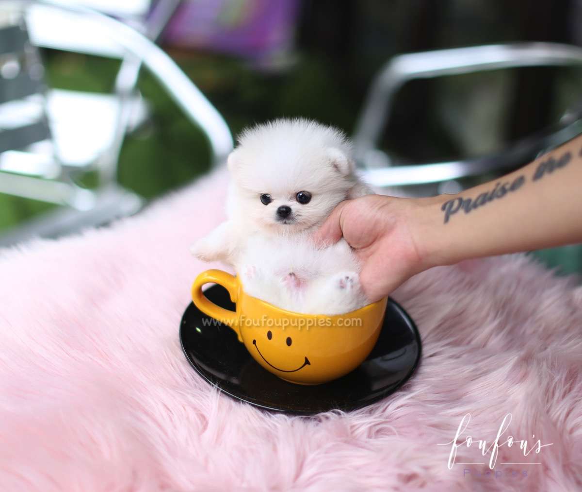 Fluffball - Pomeranian M.