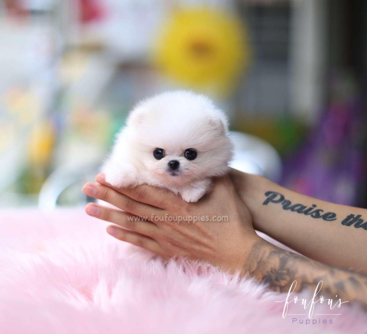 Fluffball - Pomeranian M.