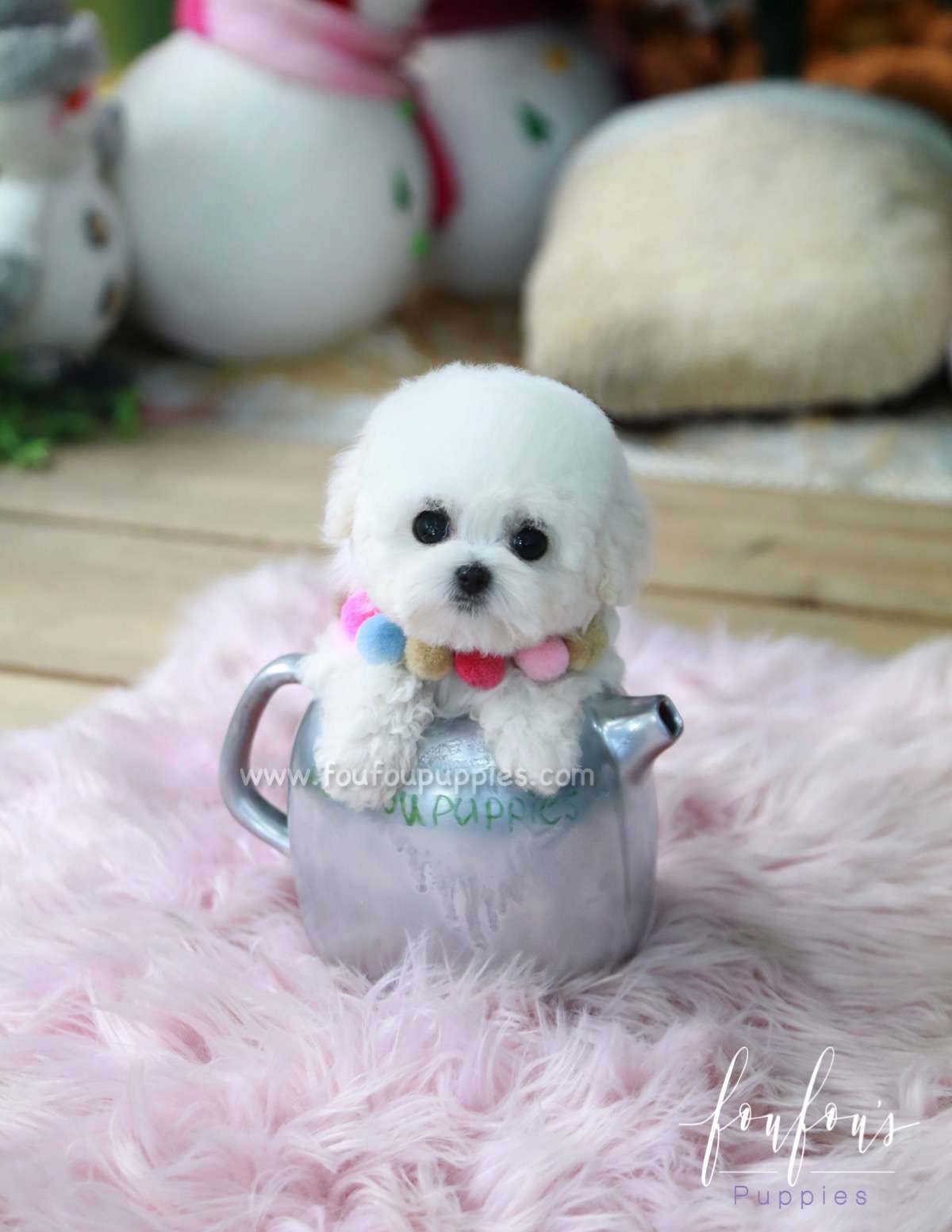 Jazz - Poodle F.