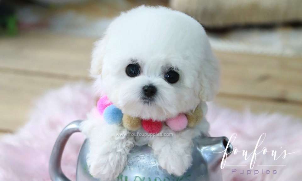 Jazz - Poodle F.