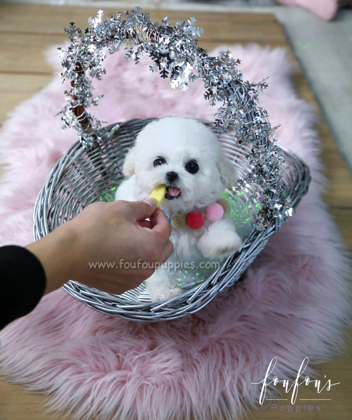 Jazz - Poodle F.
