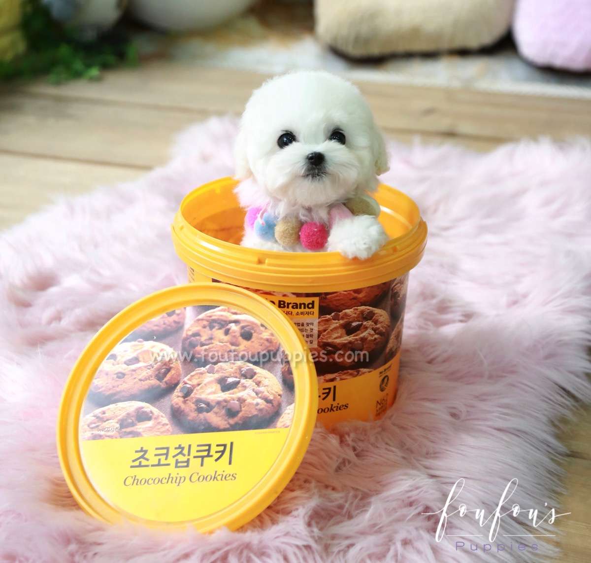 Jazz - Poodle F.