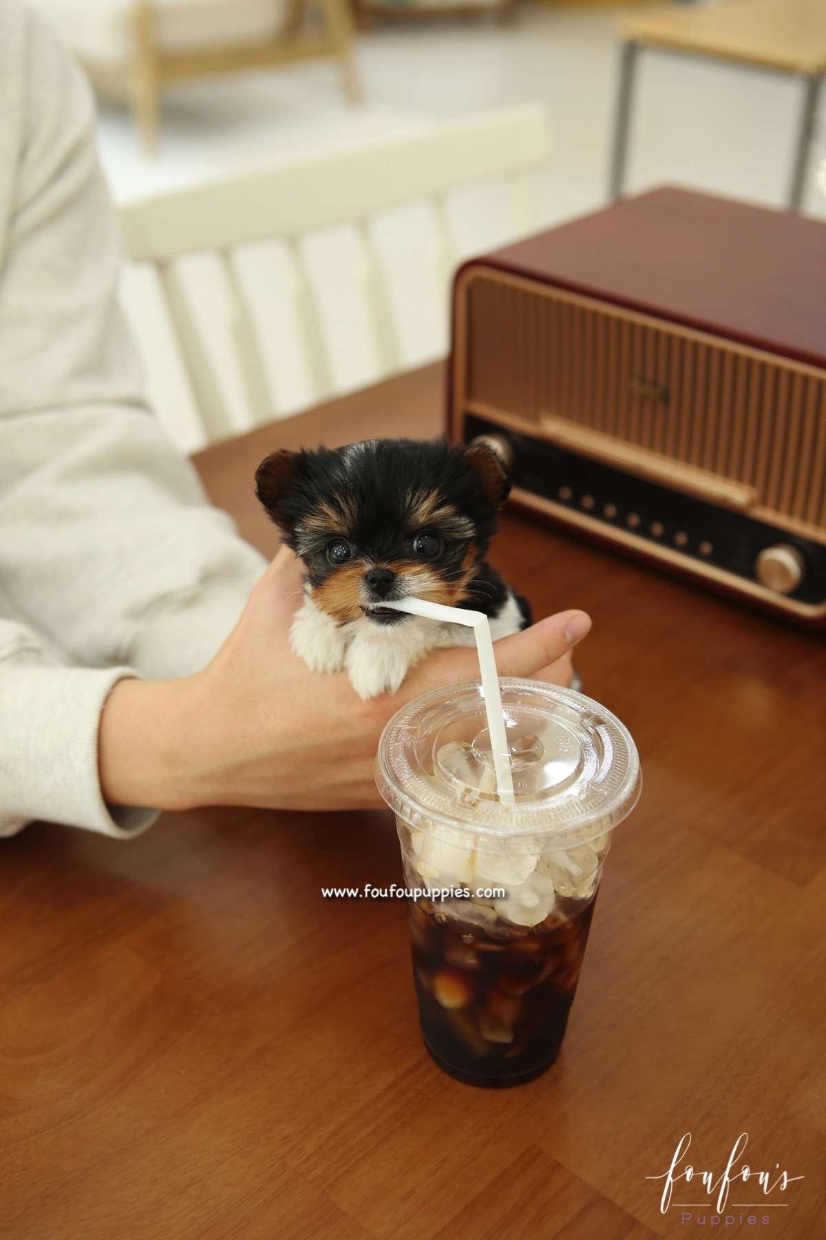 Amabella - Biewer Terrier F.