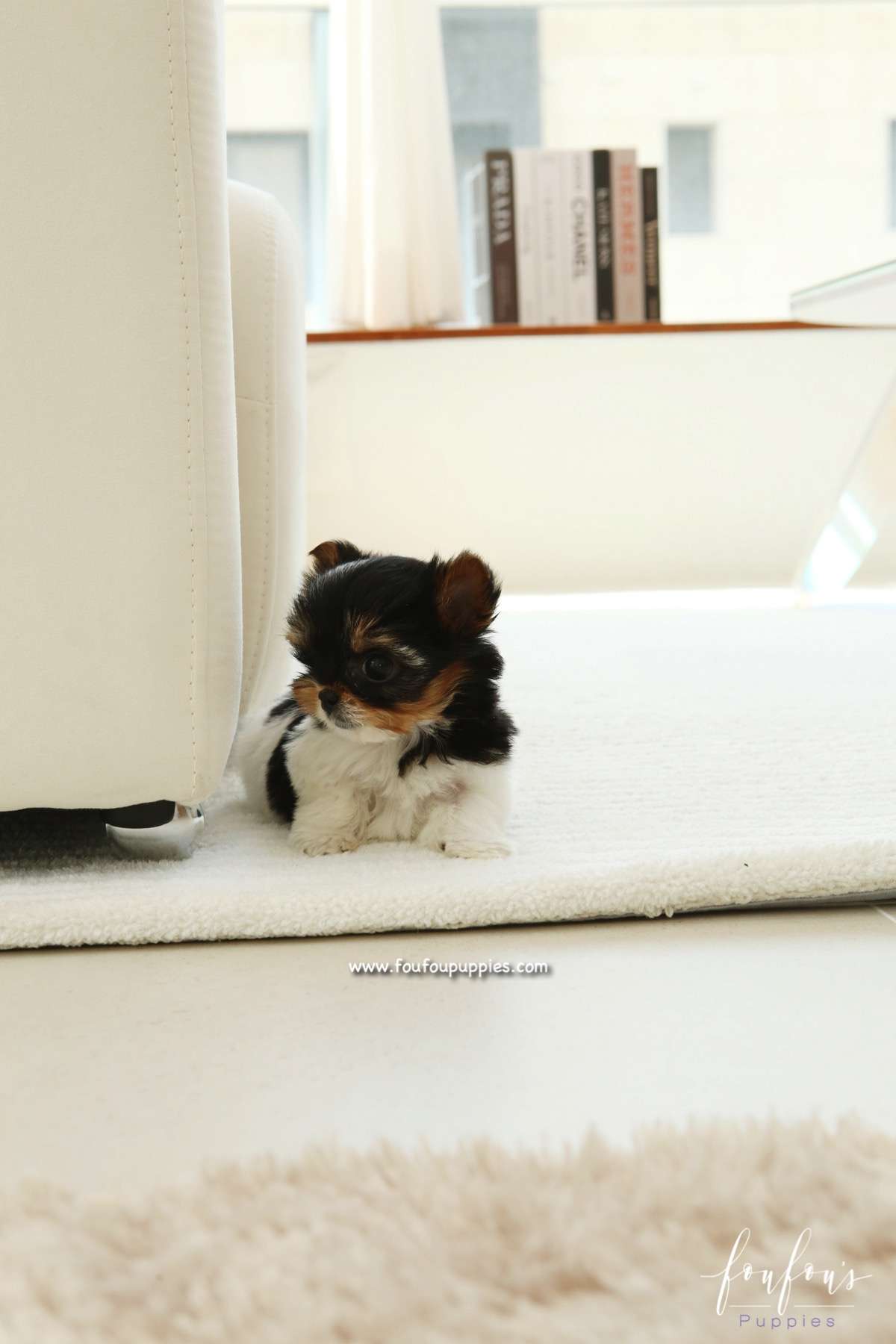 Amabella - Biewer Terrier F.