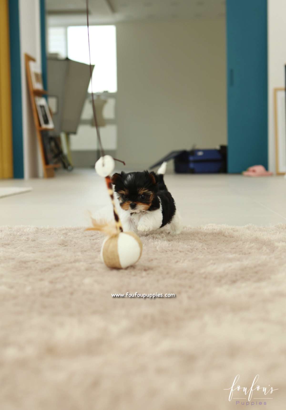 Amabella - Biewer Terrier F.