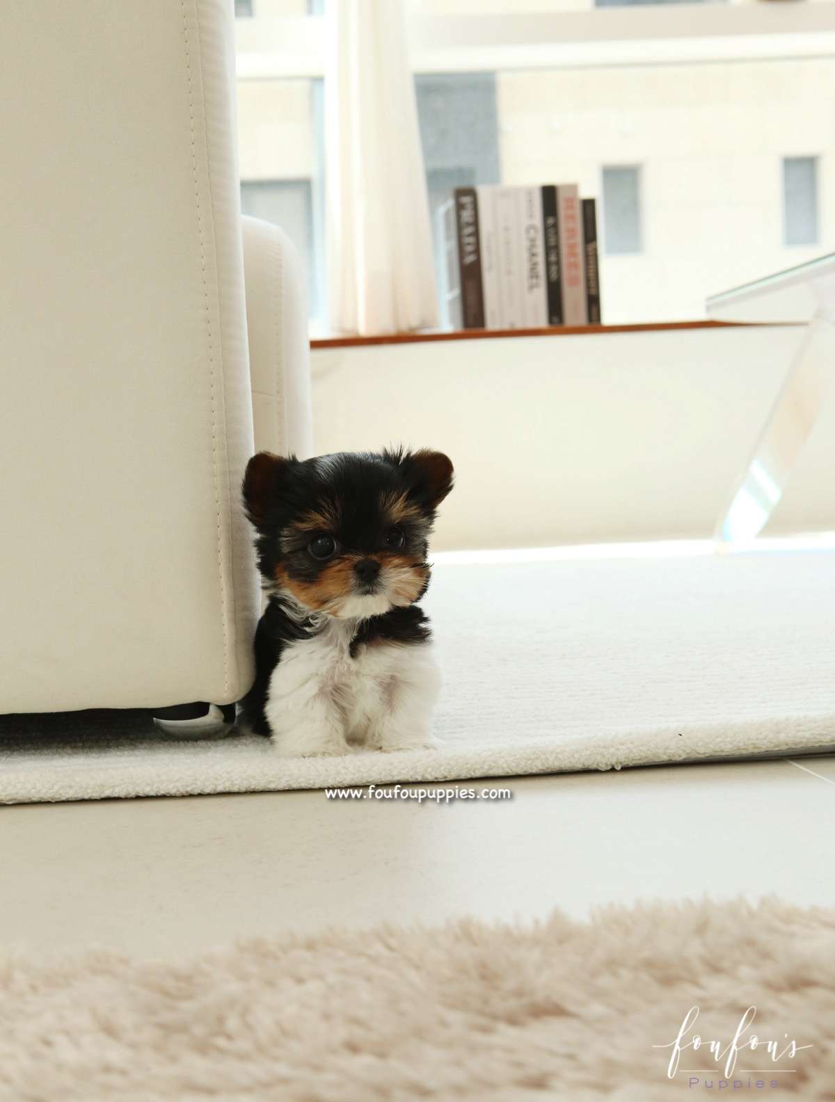 Amabella - Biewer Terrier F.