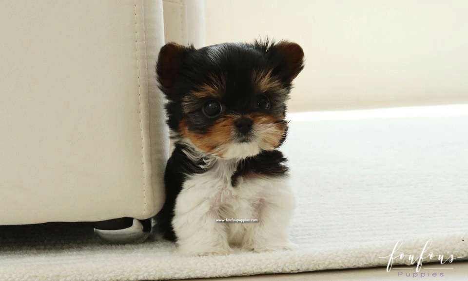 Amabella - Biewer Terrier F.
