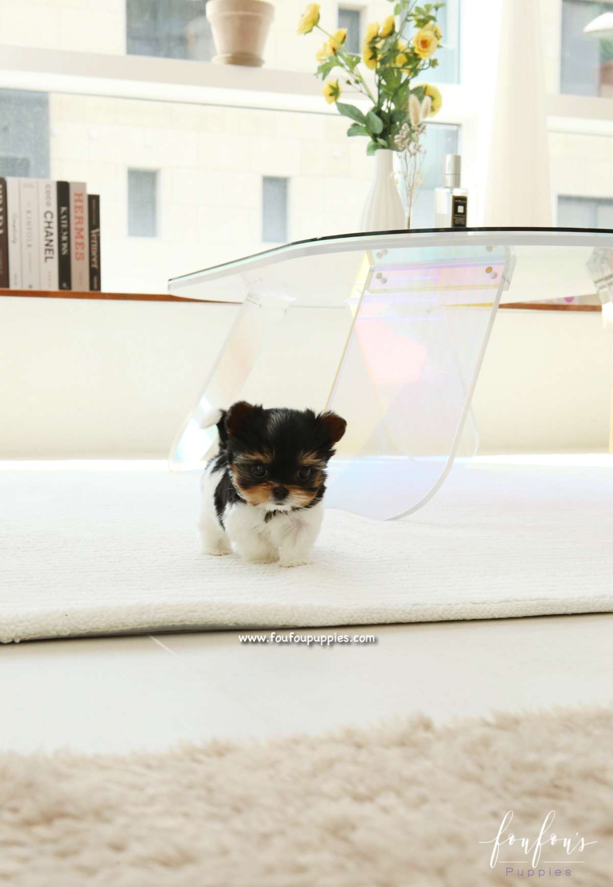 Amabella - Biewer Terrier F.