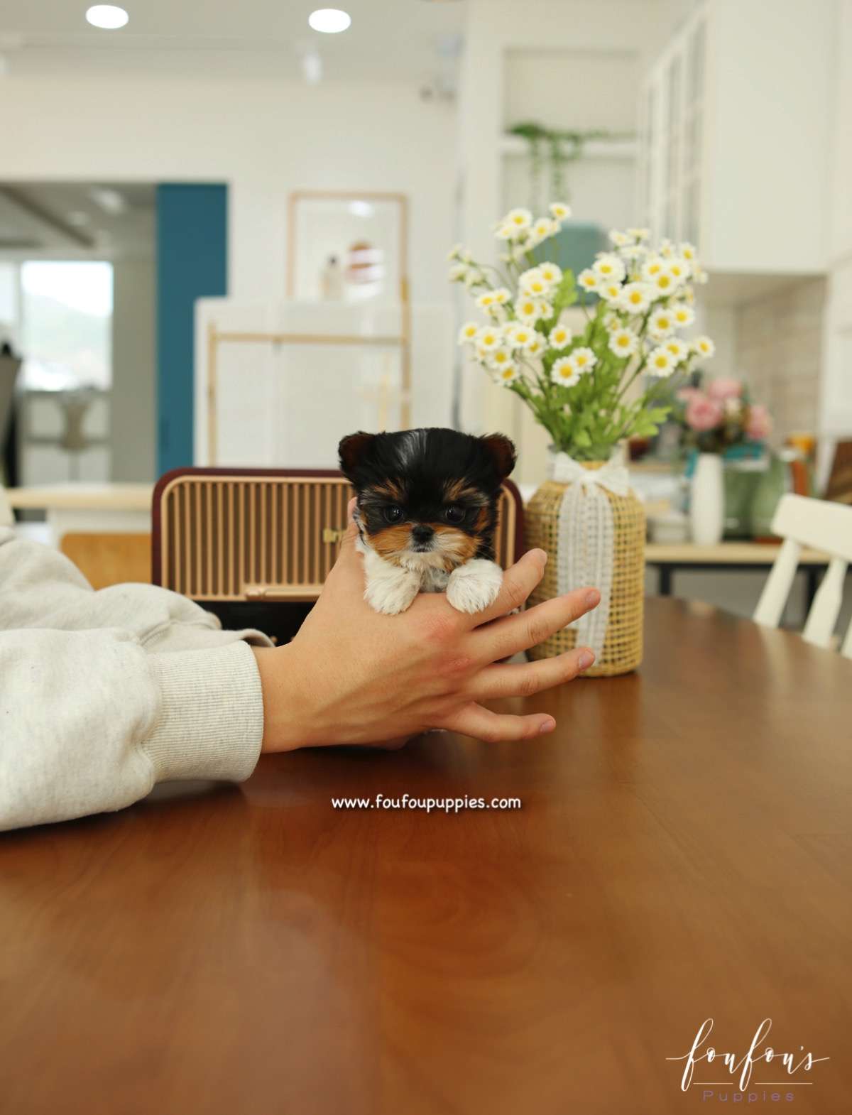 Amabella - Biewer Terrier F.
