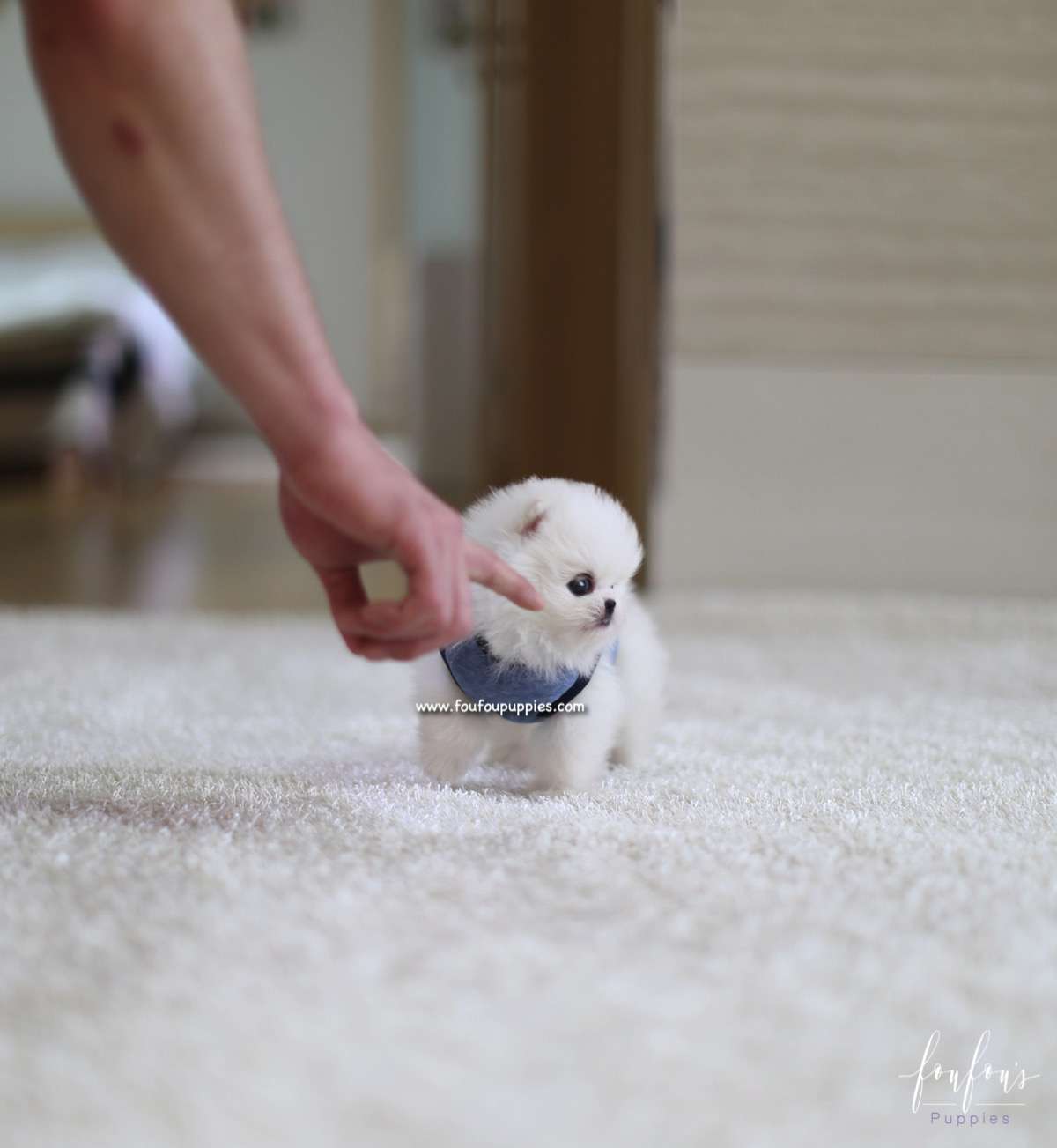 Yeti - Pomeranian M.