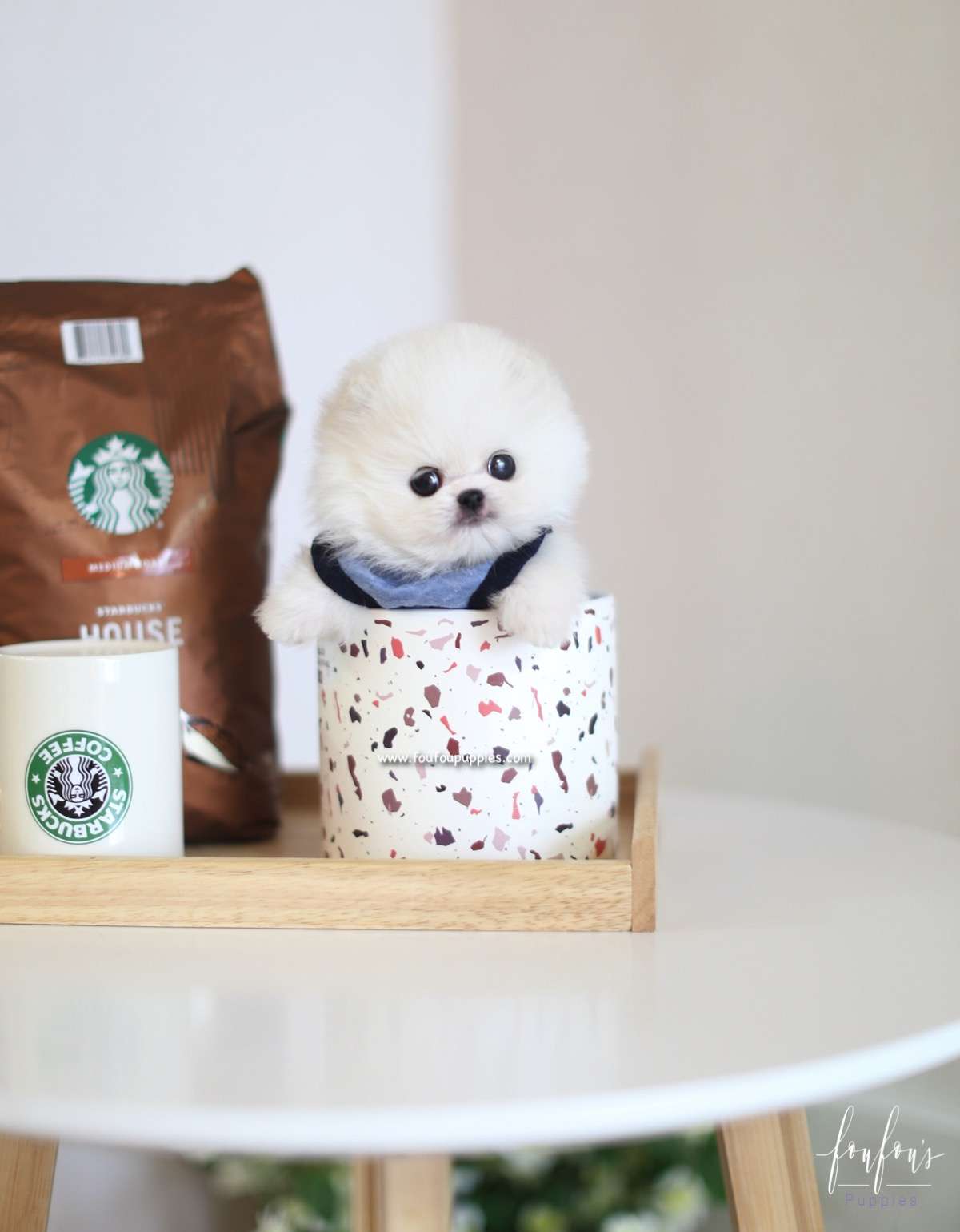 Yeti - Pomeranian M.