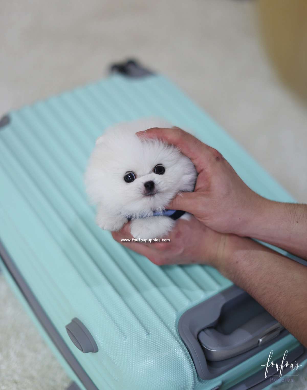 Yeti - Pomeranian M.