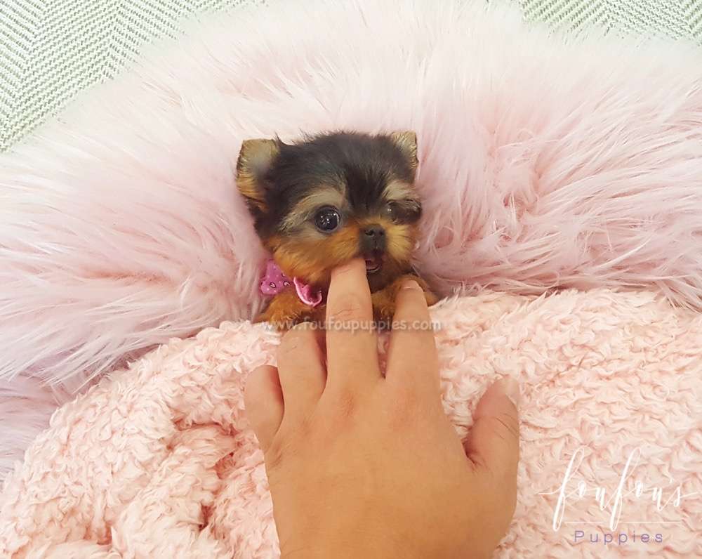 Thumbelina - Yorkie F.