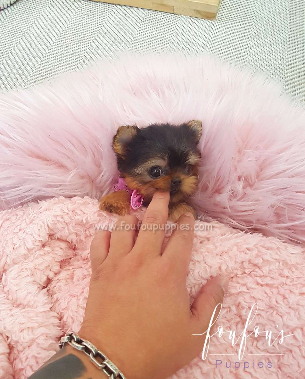 Thumbelina - Yorkie F.