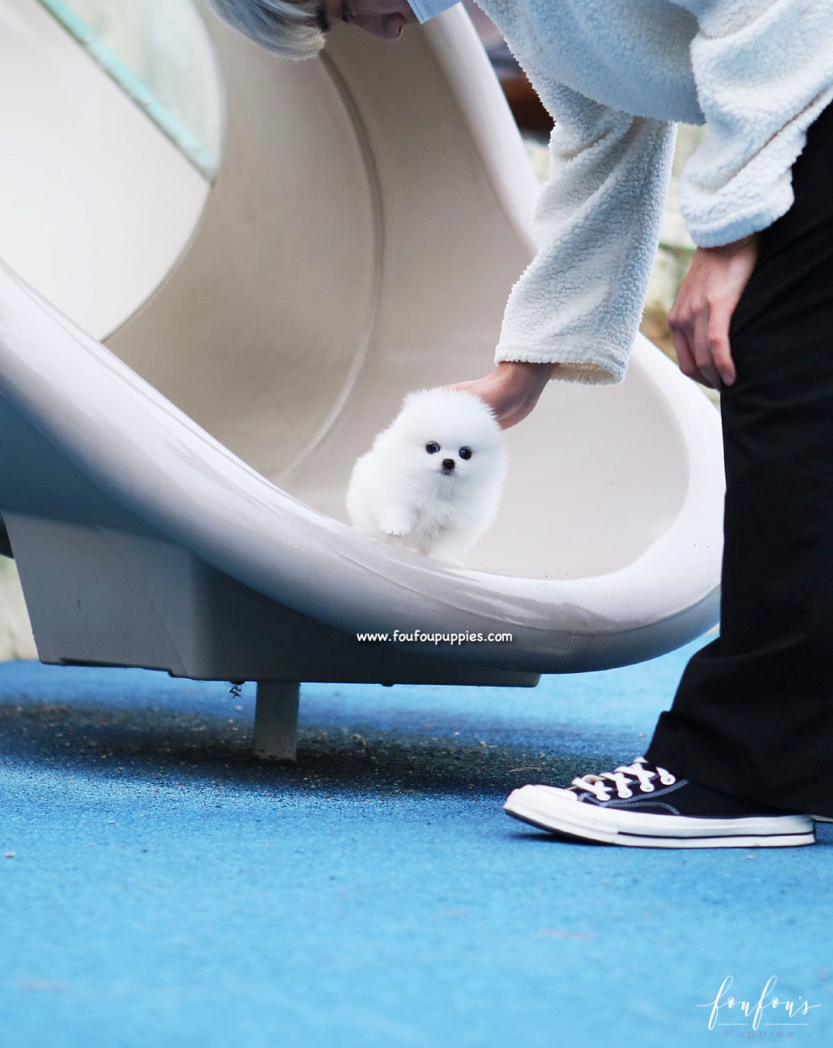 Boo - Pomeranian M.