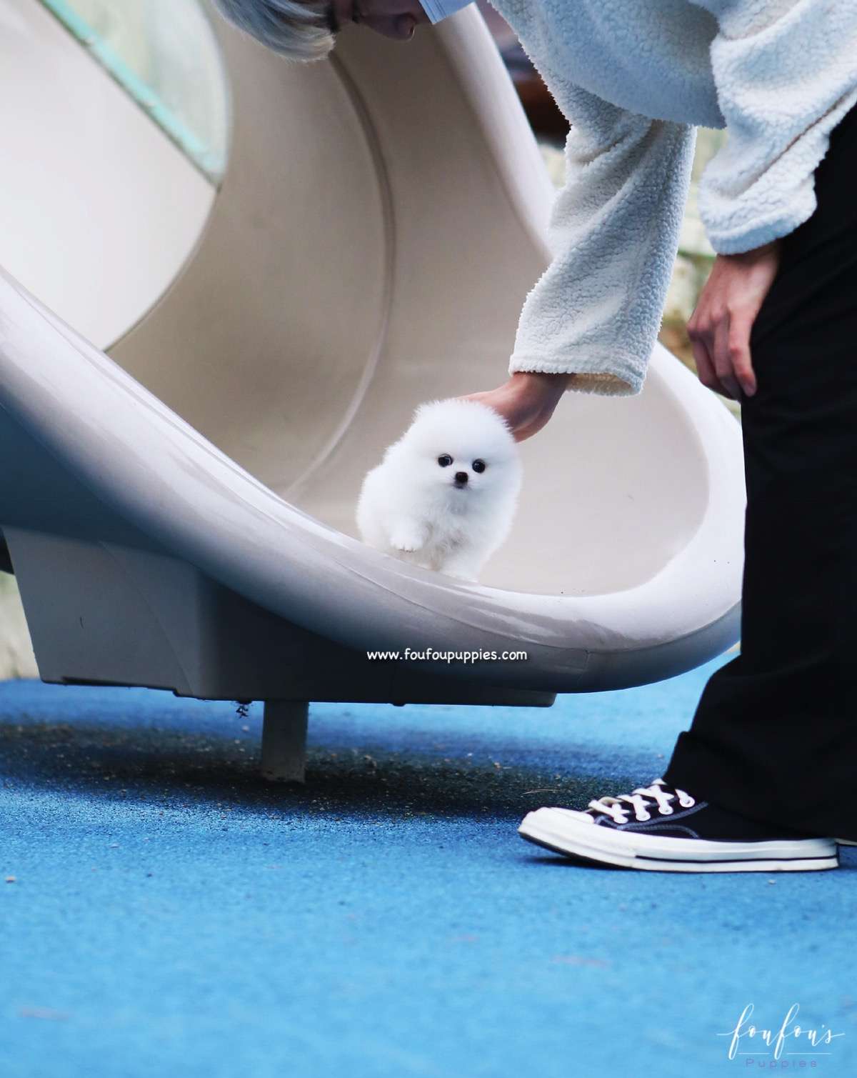 Boo - Pomeranian M.