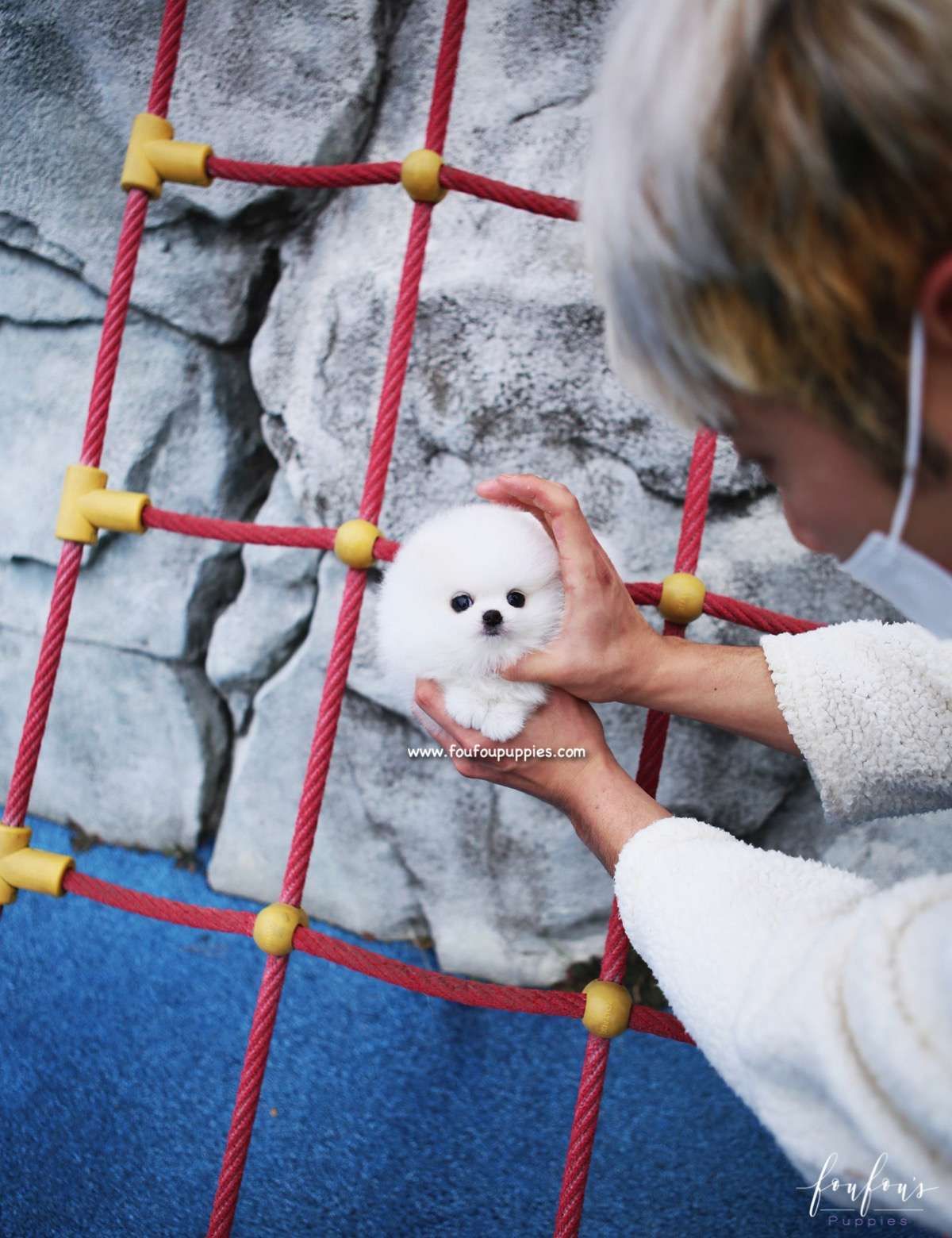 Boo - Pomeranian M.