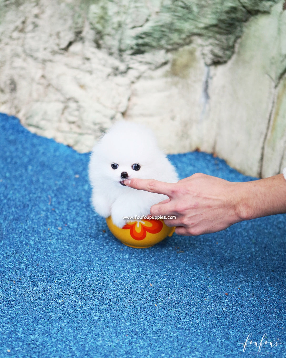 Boo - Pomeranian M.