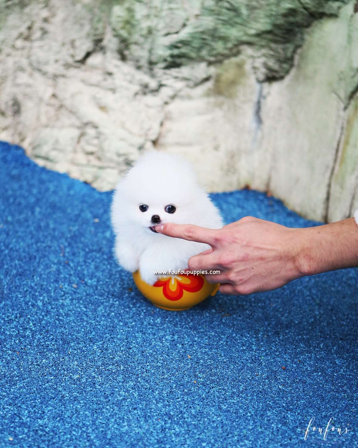Boo - Pomeranian M.