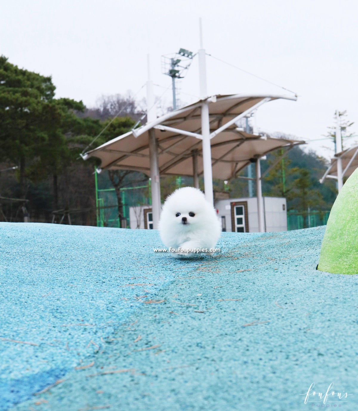 Boo - Pomeranian M.