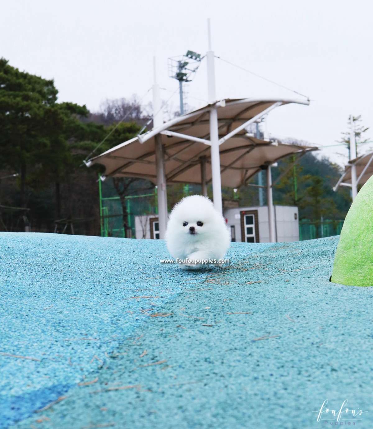 Boo - Pomeranian M.