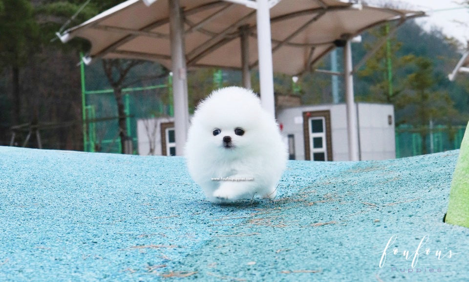 Boo - Pomeranian M.