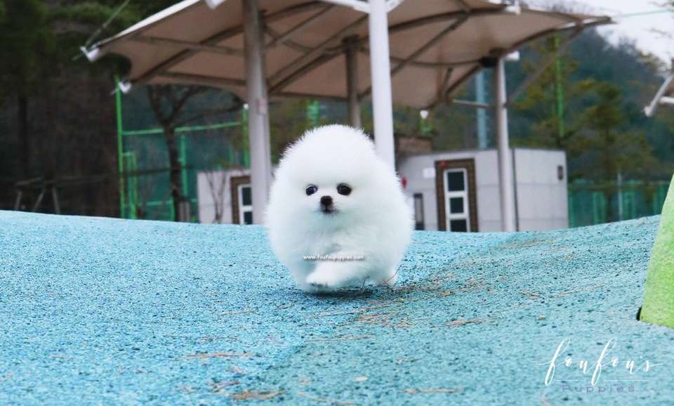 Boo - Pomeranian M.