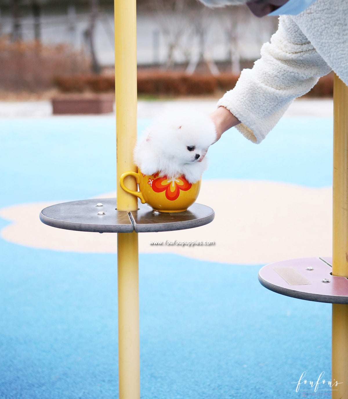 Boo - Pomeranian M.