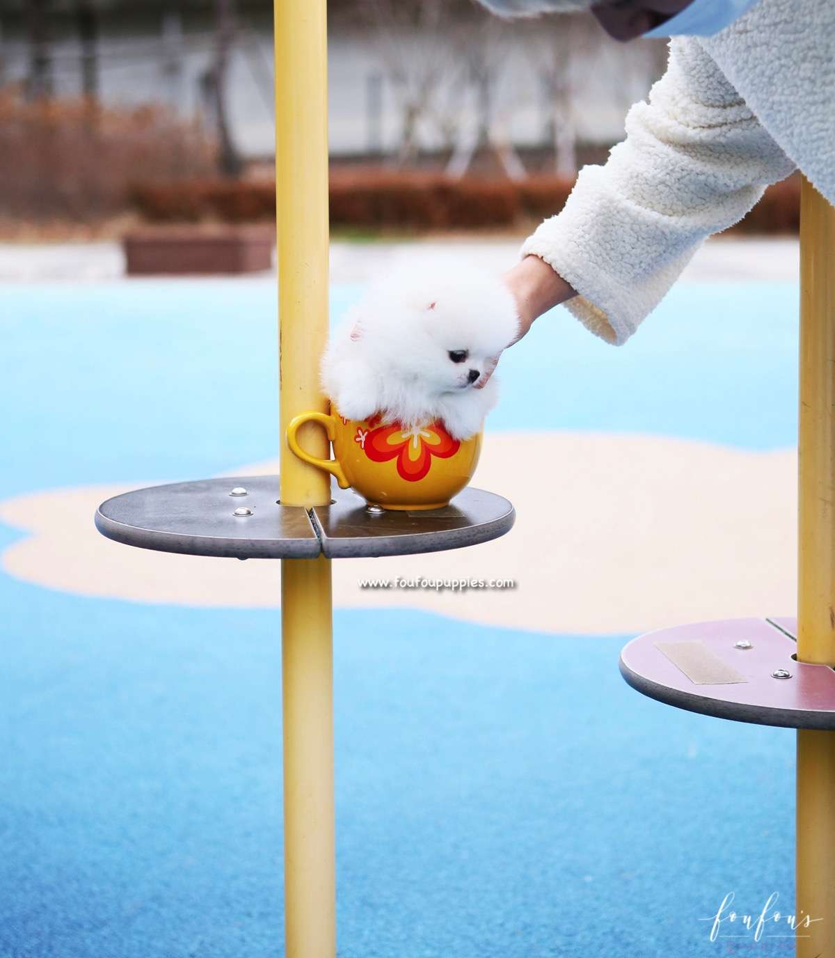 Boo - Pomeranian M.