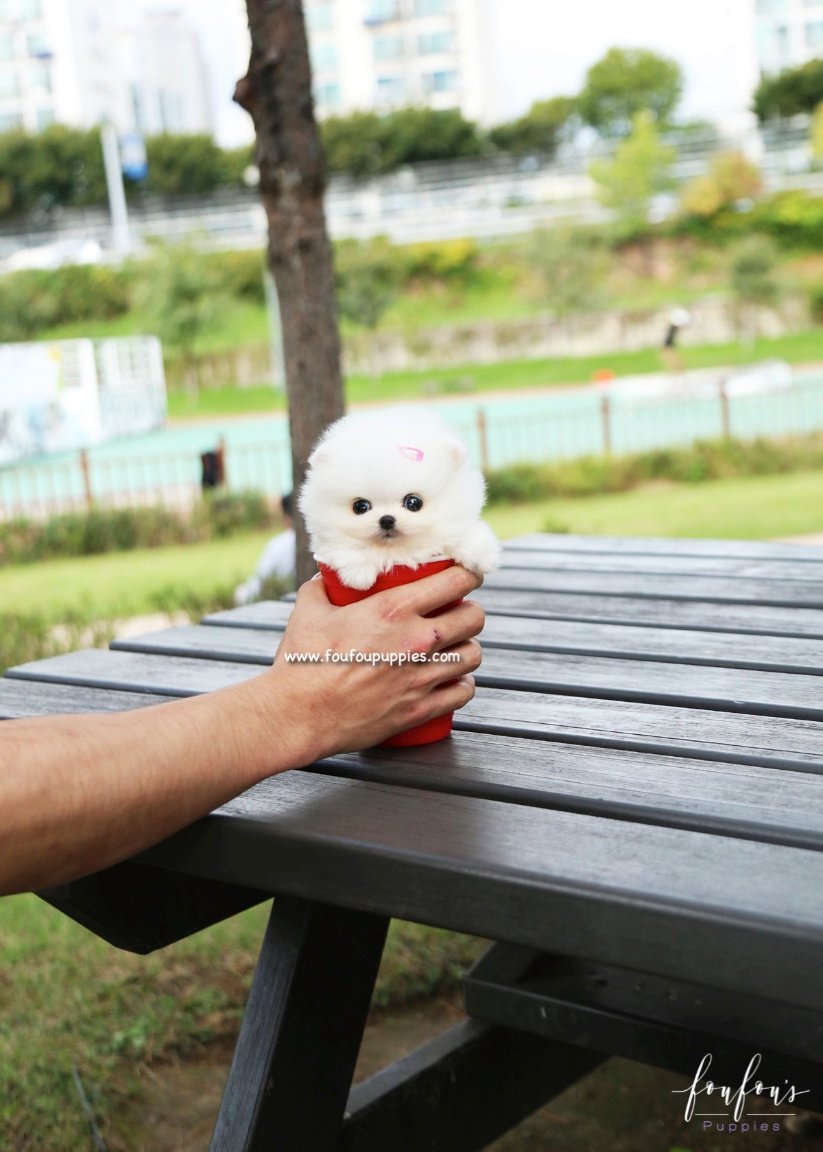 Tinkerbelle - Pomeranian F.