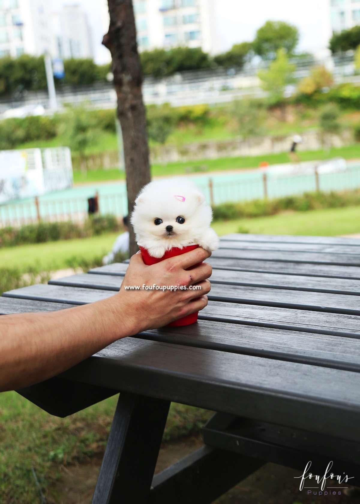 Tinkerbelle - Pomeranian F.