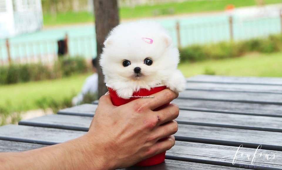 Tinkerbelle - Pomeranian F.